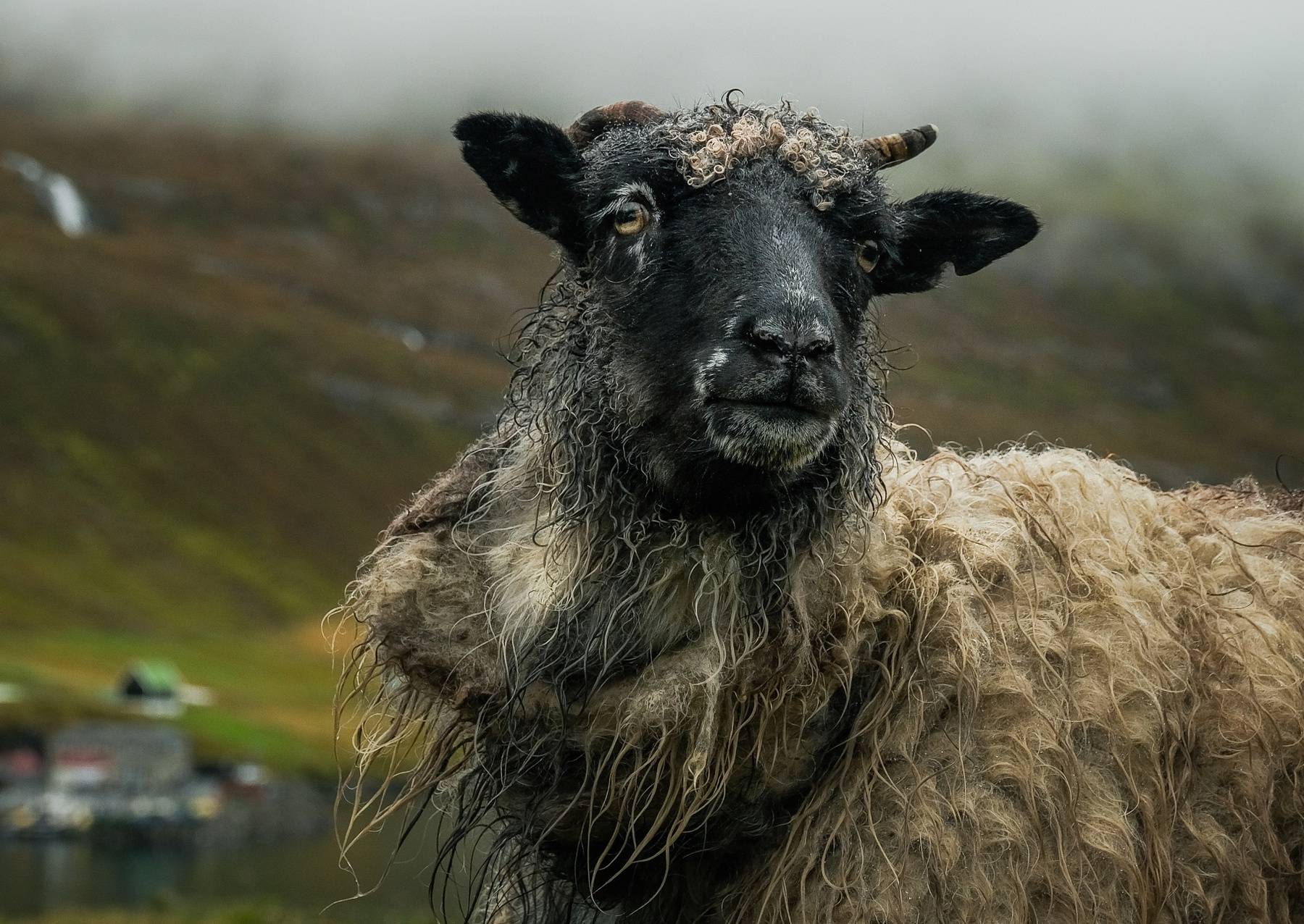Глаза, которые видят все: как овцы избегают опасности